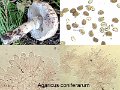 Agaricus coniferarum-amf892